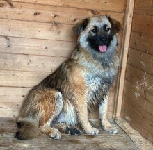 JULIKA, Hund, Mischlingshund in Rumänien - Bild 2