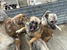 JULIKA, Hund, Mischlingshund in Rumänien - Bild 3