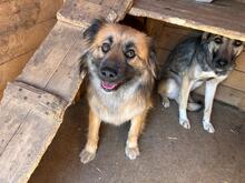 JULIKA, Hund, Mischlingshund in Rumänien - Bild 4