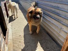 JULIKA, Hund, Mischlingshund in Rumänien - Bild 5