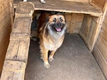 JULIKA, Hund, Mischlingshund in Rumänien - Bild 6