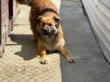 JULIKA, Hund, Mischlingshund in Rumänien - Bild 7