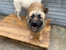 JULIKA, Hund, Mischlingshund in Rumänien - Bild 9