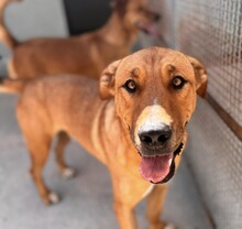 ERCOLE, Hund, Mischlingshund in Italien - Bild 1