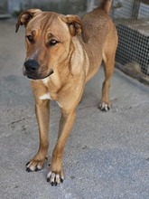 ERCOLE, Hund, Mischlingshund in Italien - Bild 10