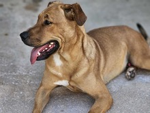 ERCOLE, Hund, Mischlingshund in Italien - Bild 11
