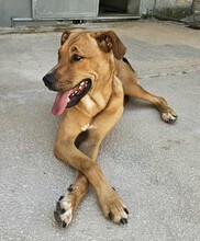 ERCOLE, Hund, Mischlingshund in Italien - Bild 12