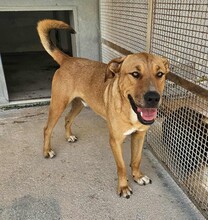 ERCOLE, Hund, Mischlingshund in Italien - Bild 13