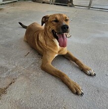 ERCOLE, Hund, Mischlingshund in Italien - Bild 14