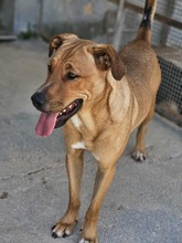 ERCOLE, Hund, Mischlingshund in Italien - Bild 15