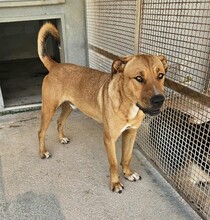 ERCOLE, Hund, Mischlingshund in Italien - Bild 16