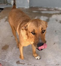 ERCOLE, Hund, Mischlingshund in Italien - Bild 17