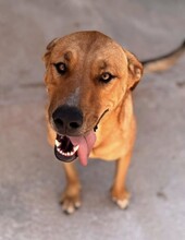 ERCOLE, Hund, Mischlingshund in Italien - Bild 18