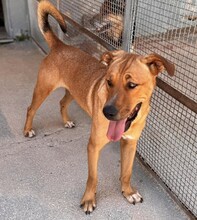 ERCOLE, Hund, Mischlingshund in Italien - Bild 19