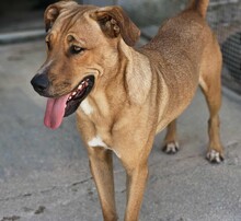 ERCOLE, Hund, Mischlingshund in Italien - Bild 2