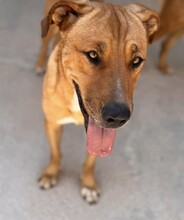 ERCOLE, Hund, Mischlingshund in Italien - Bild 3