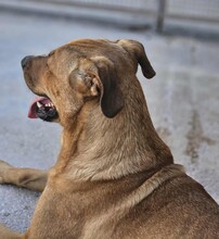 ERCOLE, Hund, Mischlingshund in Italien - Bild 4
