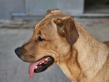 ERCOLE, Hund, Mischlingshund in Italien - Bild 5
