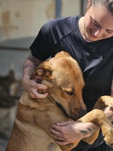 ERCOLE, Hund, Mischlingshund in Italien - Bild 6