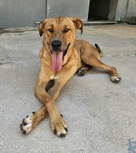 ERCOLE, Hund, Mischlingshund in Italien - Bild 7