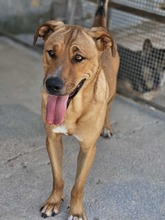ERCOLE, Hund, Mischlingshund in Italien - Bild 8