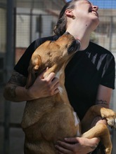 ERCOLE, Hund, Mischlingshund in Italien - Bild 9