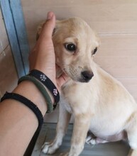 SNOWY, Hund, Mischlingshund in Spanien - Bild 2