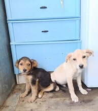 SNOWY, Hund, Mischlingshund in Spanien - Bild 3