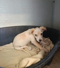 SNOWY, Hund, Mischlingshund in Spanien - Bild 4