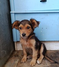 SAM, Hund, Mischlingshund in Spanien - Bild 1