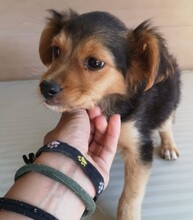 SAM, Hund, Mischlingshund in Spanien - Bild 3