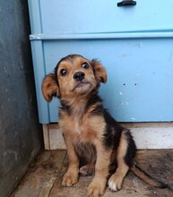 SAM, Hund, Mischlingshund in Spanien - Bild 4