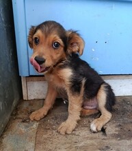 SAM, Hund, Mischlingshund in Spanien - Bild 5