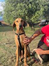 LILLO, Hund, Segugio Italiano in Italien - Bild 1