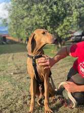 LILLO, Hund, Segugio Italiano in Italien - Bild 2