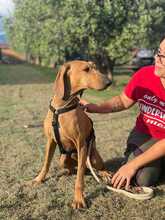 LILLO, Hund, Segugio Italiano in Italien - Bild 3