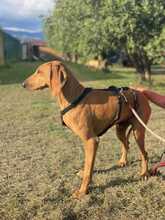 LILLO, Hund, Segugio Italiano in Italien - Bild 4