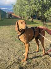 LILLO, Hund, Segugio Italiano in Italien - Bild 5
