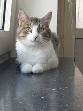 ALADIN, Katze, Europäisch Kurzhaar in Hildesheim - Bild 1