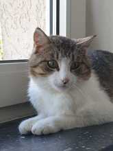 ALADIN, Katze, Europäisch Kurzhaar in Hildesheim - Bild 2
