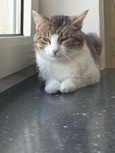 ALADIN, Katze, Europäisch Kurzhaar in Hildesheim - Bild 3
