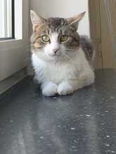 ALADIN, Katze, Europäisch Kurzhaar in Hildesheim - Bild 4