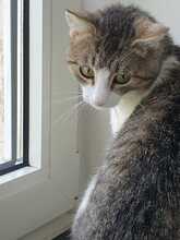 ALADIN, Katze, Europäisch Kurzhaar in Hildesheim - Bild 5
