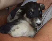LEYONI, Hund, Mischlingshund in Bulgarien - Bild 1