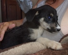 LEYONI, Hund, Mischlingshund in Bulgarien - Bild 2