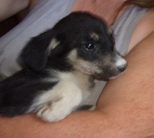 LEYONI, Hund, Mischlingshund in Bulgarien - Bild 3