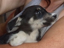 LEYONI, Hund, Mischlingshund in Bulgarien - Bild 4
