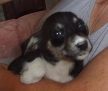 LEYONI, Hund, Mischlingshund in Bulgarien - Bild 5