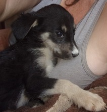 LEYONI, Hund, Mischlingshund in Bulgarien - Bild 6