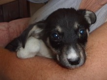 LEYONI, Hund, Mischlingshund in Bulgarien - Bild 7